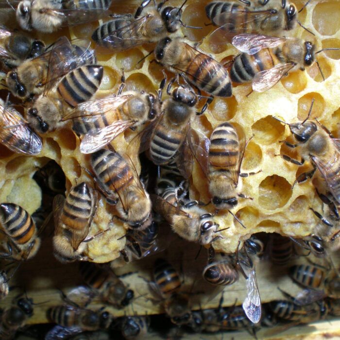Grandes Beekeeping